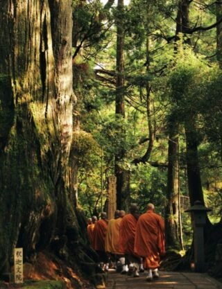 Buddhist Monks Walking in a Serene Forest Group of Buddhist monks in orange robes walking through a forest path.