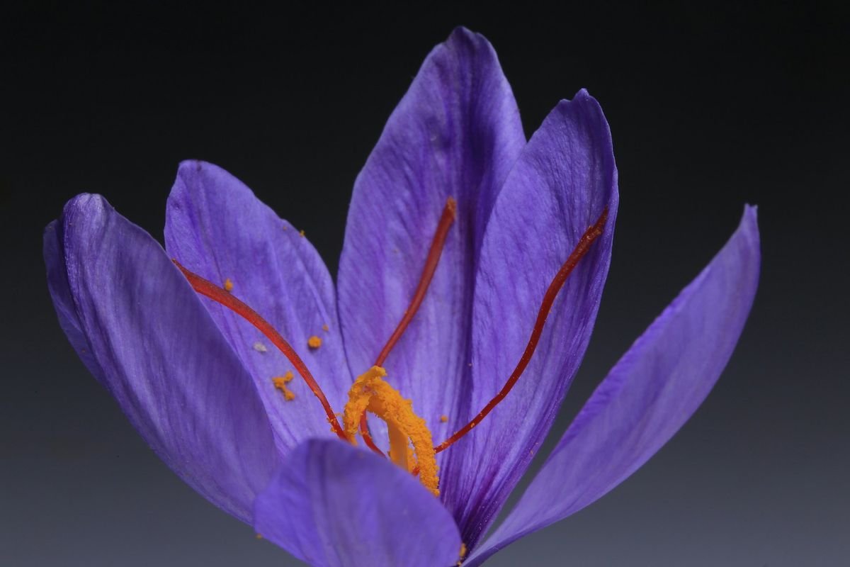 Close-up of a Crocus sativus flower with three vibrant red saffron strands in the centre.