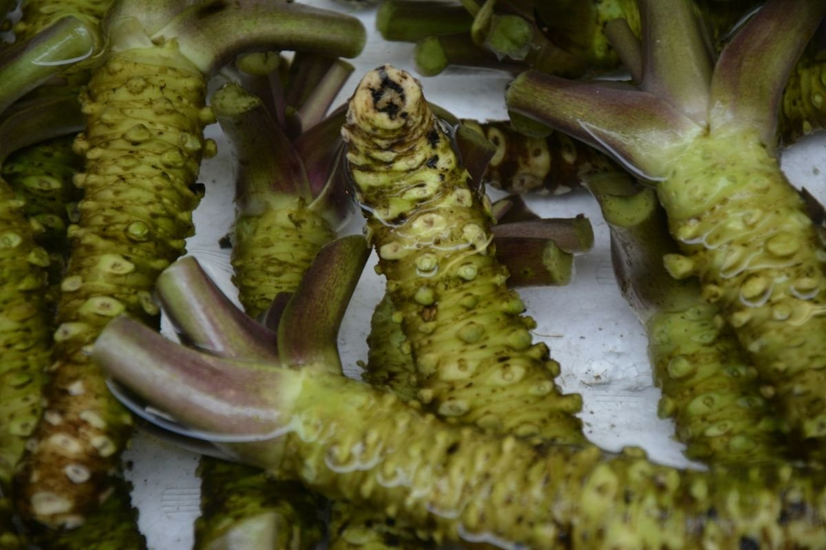 Wasabi Plant Stems: The Prized Core of Authentic Wasabi Fresh green wasabi plant stems submerged in water.