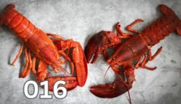Two freshly caught lobsters on a wooden table