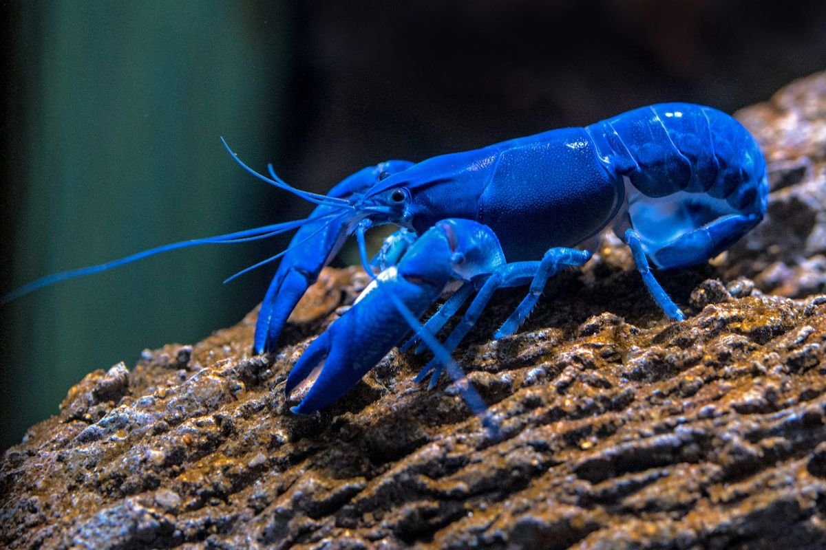 Rare Blue Lobster on a Rock A rare blue lobster resting on a rock in its natural habitat.