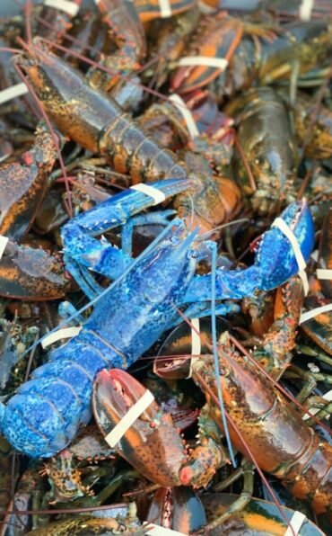A large container filled with lots of lobsters with their claws bound by rubber bands, with a single blue lobster stacked on the top.