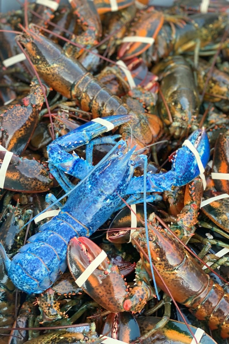 Tied Lobsters in a Container A large container filled with lots of lobsters with their claws bound by rubber bands, with a single blue lobster stacked on the top.