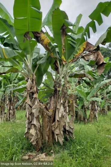 Banana plantation affected by Fusarium Wilt, with some banana plants showing signs of disease under a cloudy sky.