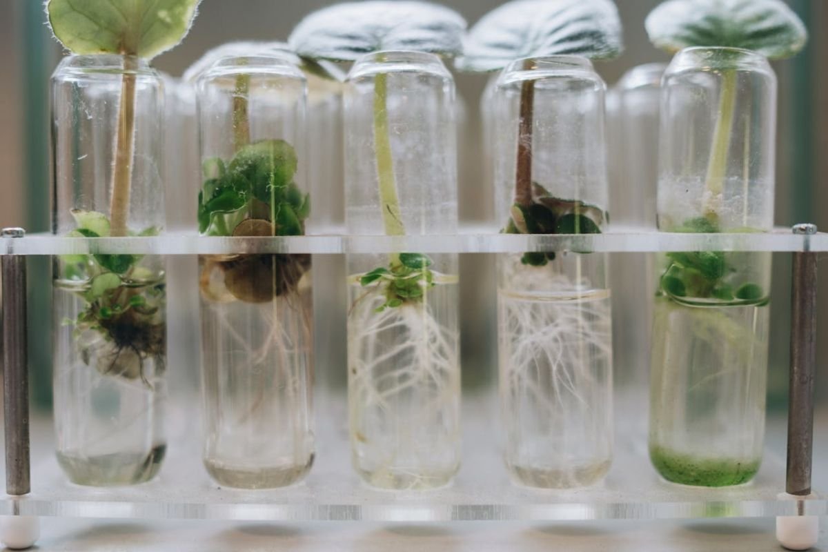 Micropropagation and Genetic Modification in Banana Cultivation Laboratory micropropagation of plants in glass jars, representing genetic modification efforts for disease-resistant banana plants.