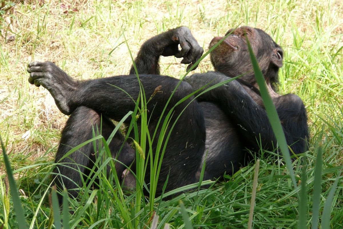 Relaxed Chimpanzee: Fermented Foods and Primate Behaviour A relaxed chimpanzee lounging outdoors, possibly after enjoying fermented palm sap.