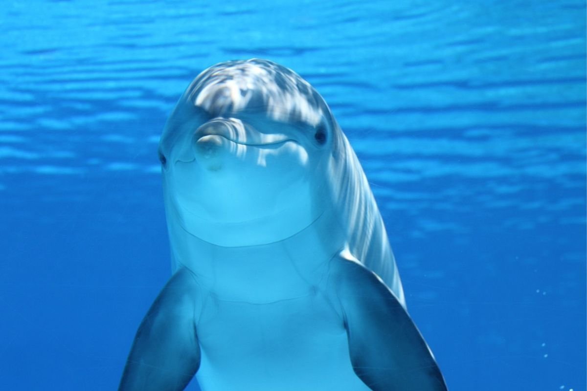 Smiling Dolphin: Playfulness in the Animal Kingdom A playful dolphin with a wide smile, symbolising curiosity and lighthearted behaviour in nature.