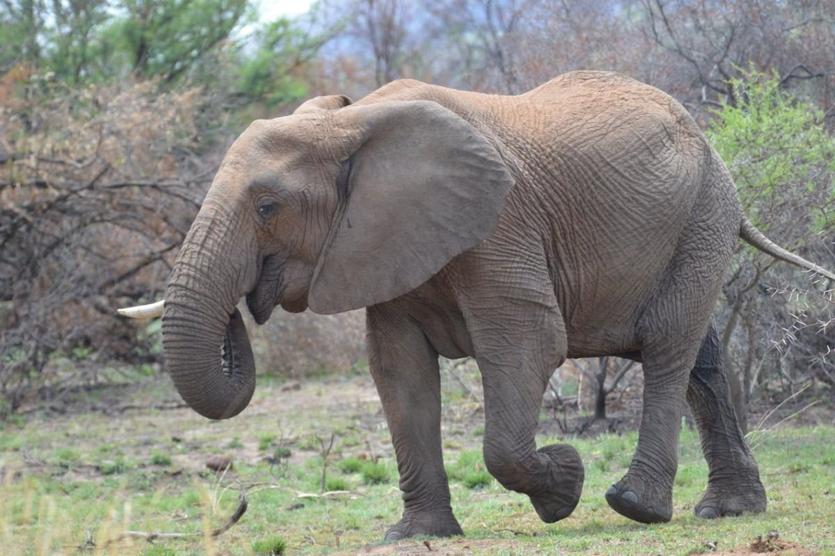 The Drunken Elephant Myth: Fermented Fruits in Nature A seemingly intoxicated elephant walking on grassy terrain, representing myths about animals consuming fermented fruit.