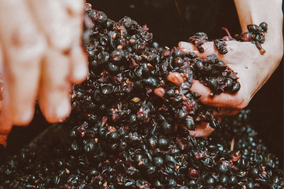 Ripe Fruits: Nature’s Role in Alcohol Tolerance Evolution Ripe fruits held in hands, symbolising natural fermentation and the evolutionary link to alcohol tolerance.