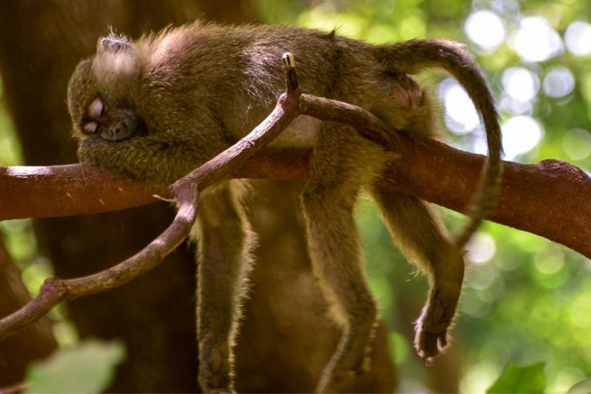 Resting Vervet Monkey: Alcohol in Nature’s Food Chain A sleeping vervet monkey resting on a tree branch, possibly after consuming naturally fermented fruit.