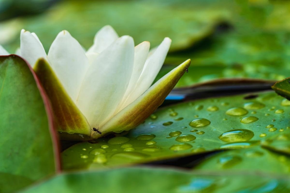 The Lazy Ant Mindset: Observing to Outpace Challenges A white water lily with an ant crawling on it, symbolising the 'lazy ant mindset' of observation, preparation, and critical intelligence gathering.