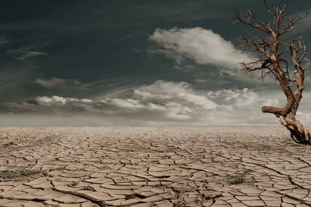 A lone, brown bare tree standing on arid soil, symbolising the devastating impact of global climate change on ecosystems.