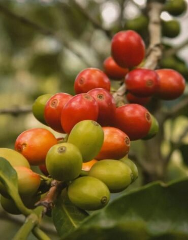 Ripe Coffee Cherries on a Branch Surrounded by Green Leaves Ripe red coffee cherries hanging on a branch surrounded by lush green leaves, captured in a natural outdoor setting.