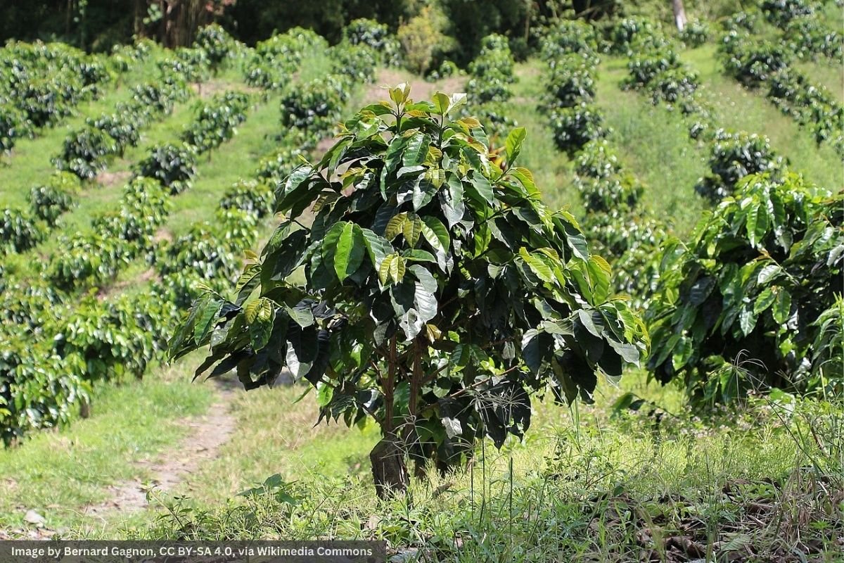 Arabica Coffee Trees at Hacienda Guayabal, Colombia Arabica coffee trees with ripe red cherries growing at Hacienda Guayabal, Colombia, showcasing ideal conditions for premium coffee production.