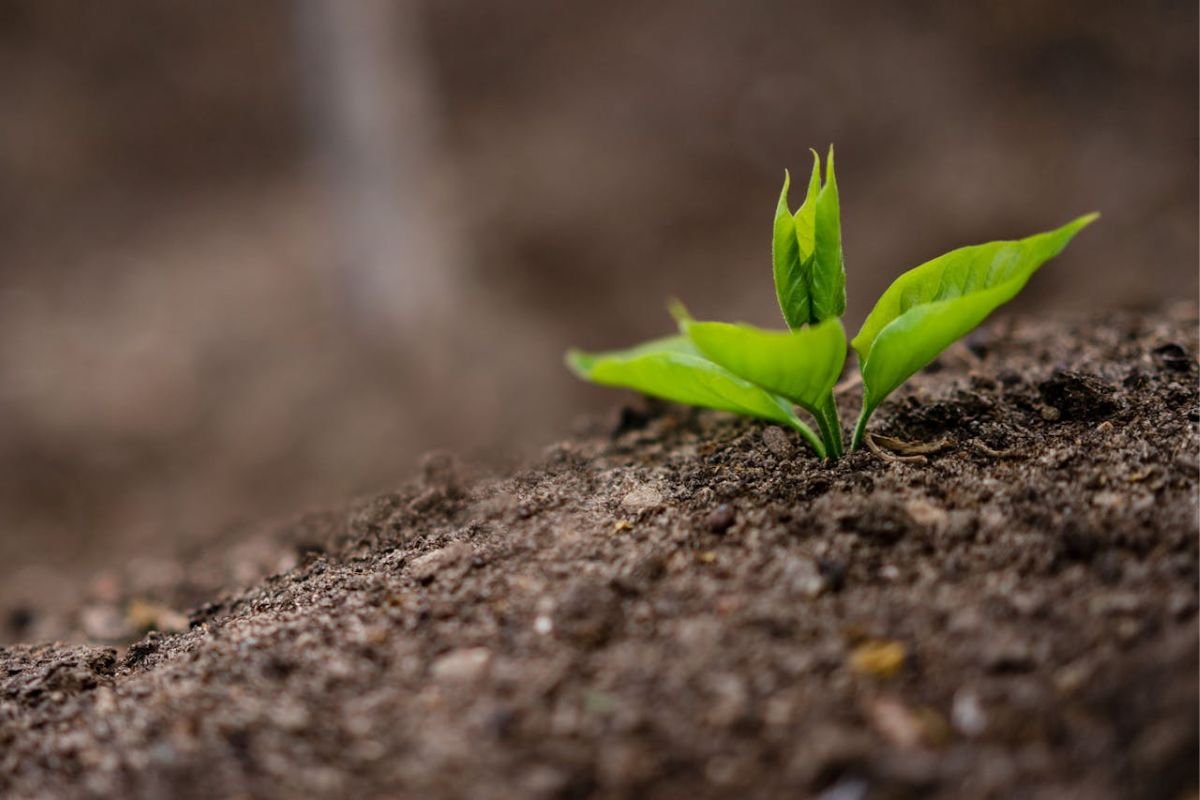 A small green sprout emerging from fertile soil, symbolising the hope and importance of sustainable farming practices for a healthier planet.