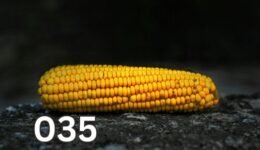 A vibrant ear of sweet corn on a black surface, showcasing the natural beauty and inviting readers to explore corn's journey.