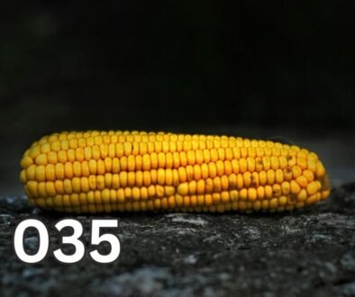A vibrant ear of sweet corn on a black surface, showcasing the natural beauty and inviting readers to explore corn's journey.