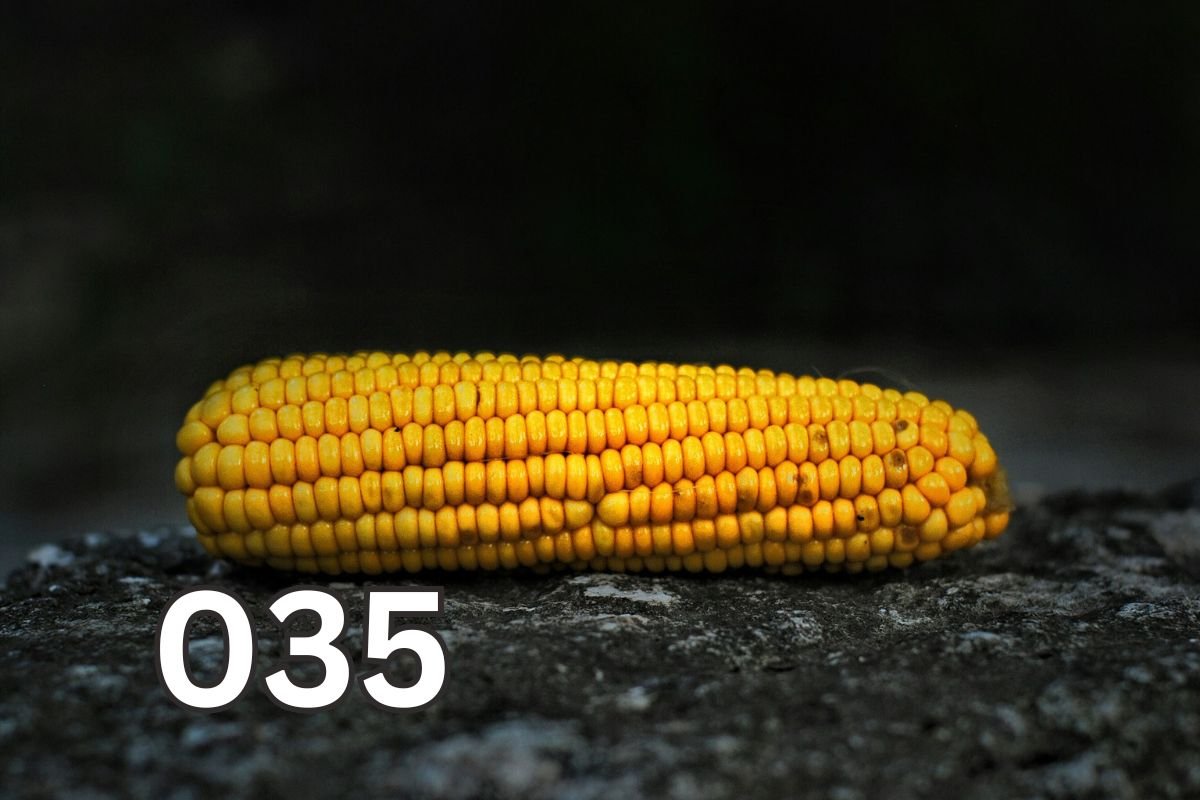 Sweet Corn on Black Surface: A Glimpse into Corn's Remarkable Evolution A vibrant ear of sweet corn on a black surface, showcasing the natural beauty and inviting readers to explore corn's journey.