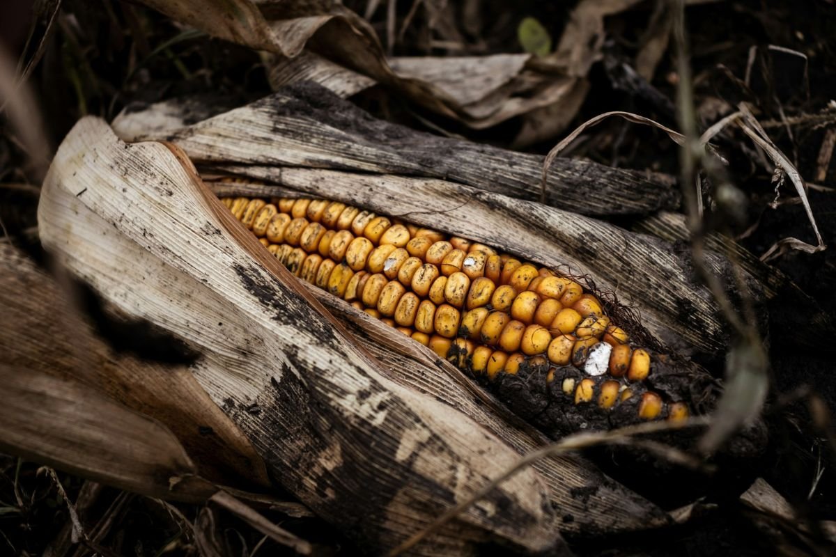Sweet Corn and Pellagra: A Tale of Misunderstood Nutrition An unclean sweet corn cob dusted with soil, reflecting historical theories that blamed corn for pellagra and speculated on hidden toxins.