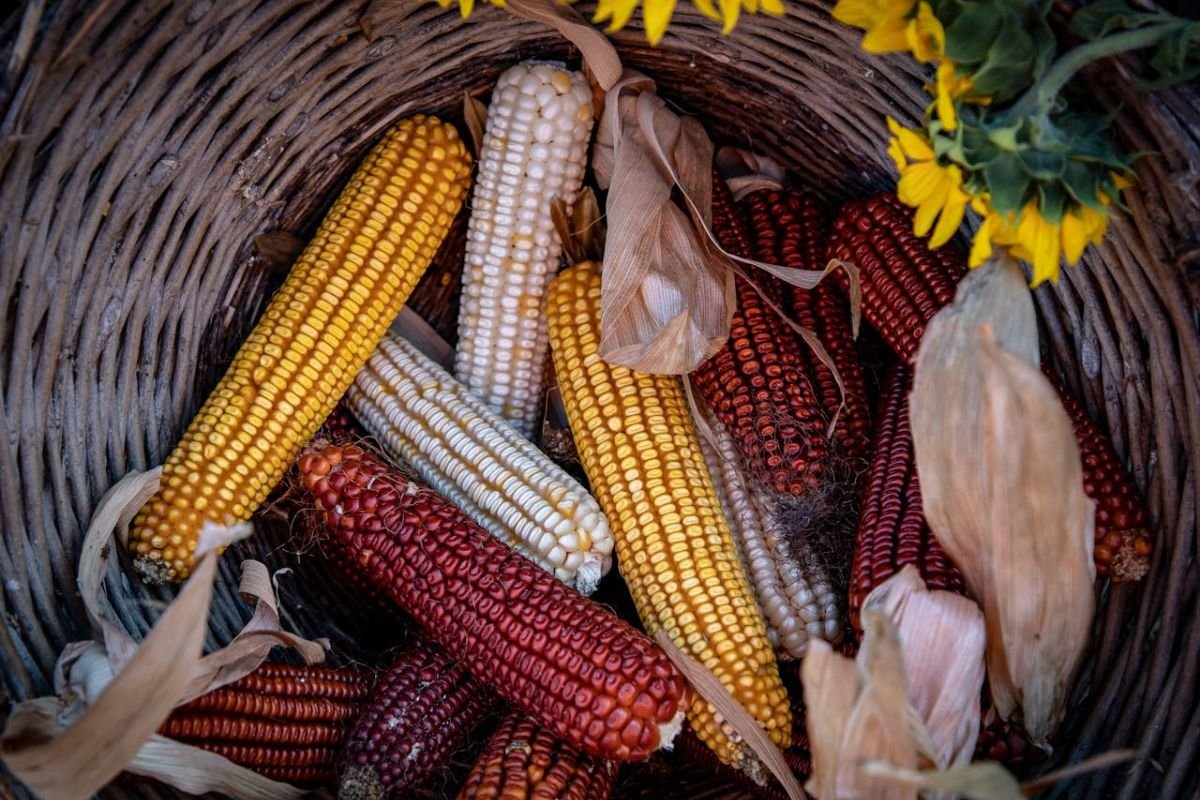 Multi coloured Corn: A Celebration of Genetic Diversity and Culture A wicker basket filled with multi coloured corn cobs, symbolising genetic diversity and the rich cultural heritage of corn varieties.