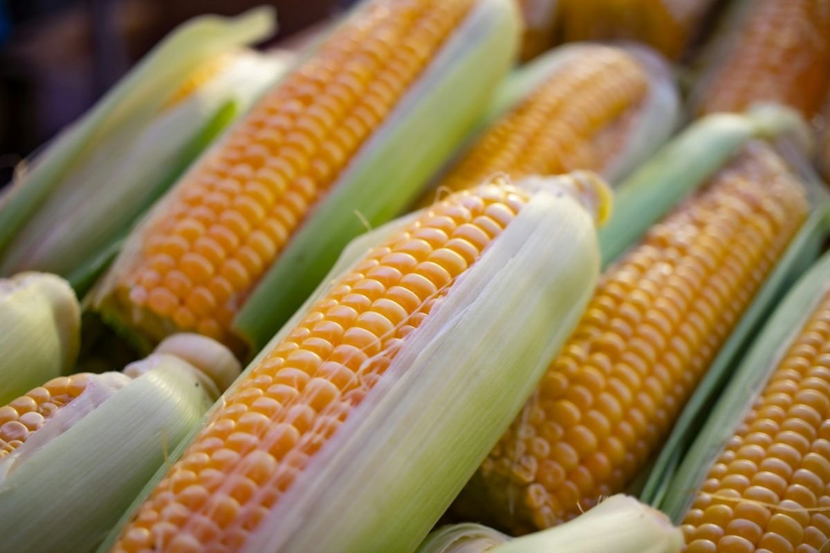 Close-Up of Sweet Corn: Unveiling the Legacy of a Staple Crop Neatly arranged ears of sweet corn, illustrating their simplicity and allure, inviting readers to uncover their remarkable legacy.