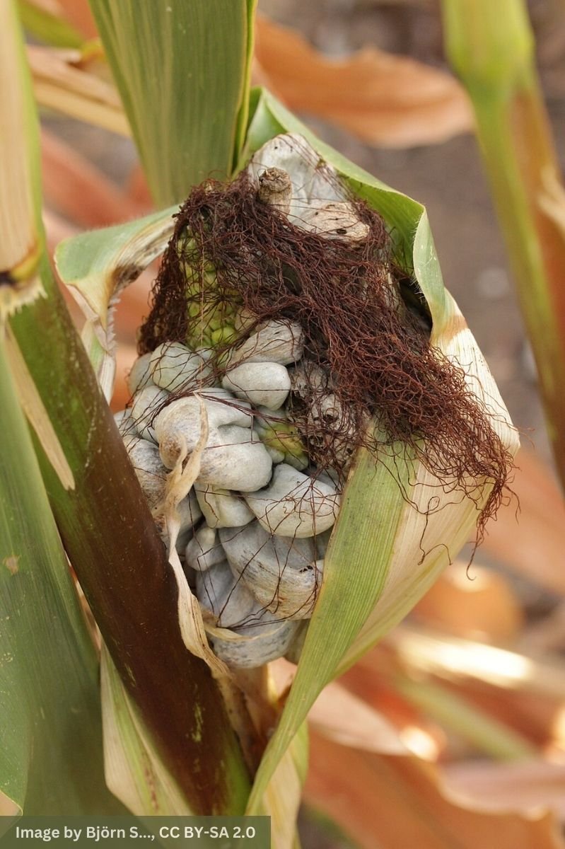 Corn Smut: From Fungus to Gourmet Delicacy Close-up of corn smut, also known as "Mexican truffle," showing puffy grayish-blue growths caused by Ustilago maydis fungus on corn kernels.