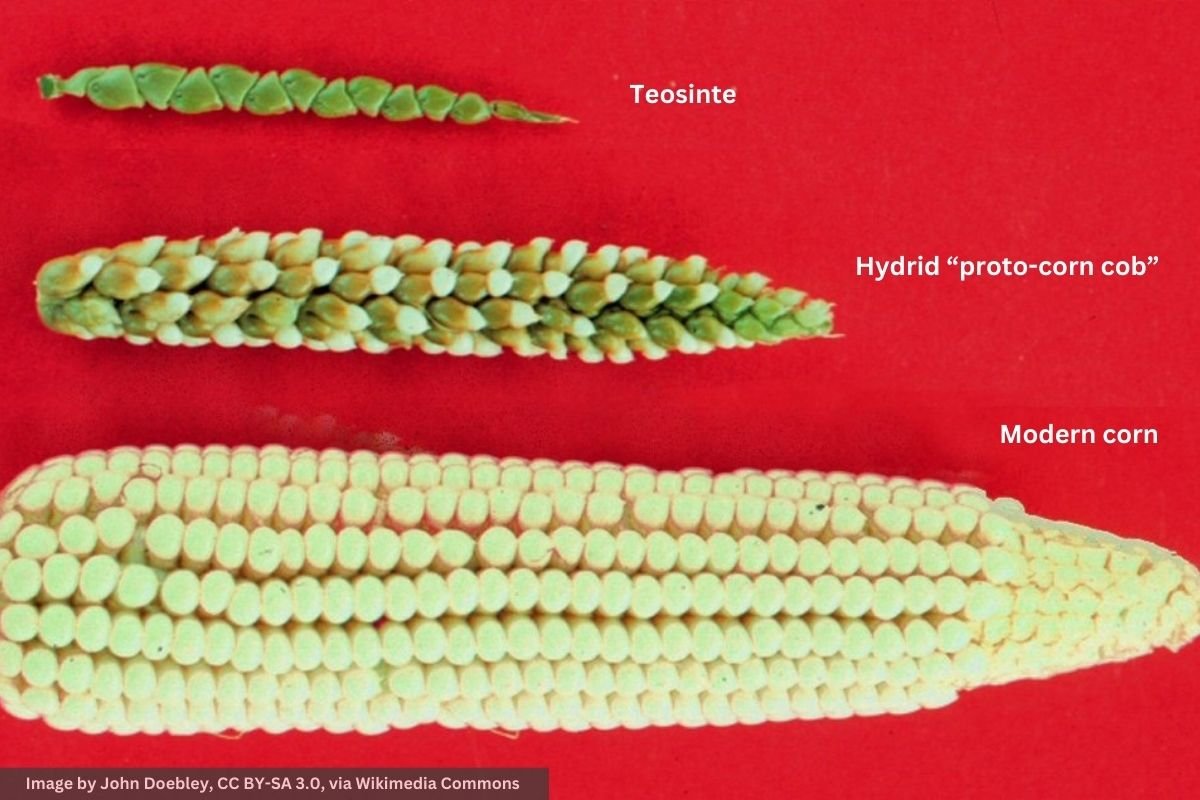 The Evolution of Corn: Teosinte, Proto-Corn, and Modern Corn Side by Side A comparative image of teosinte, modern corn, and proto-corn cob, illustrating the evolutionary journey of corn from its wild ancestor.