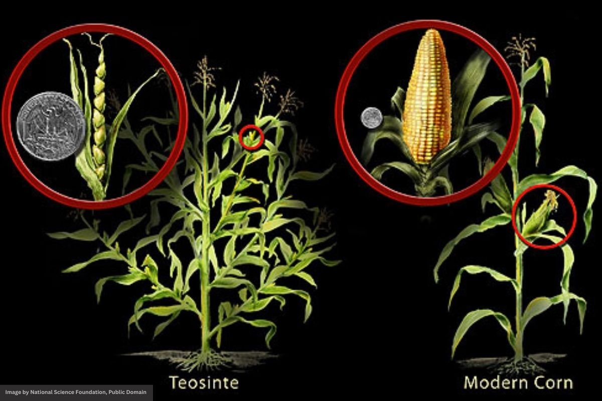 Teosinte vs. Modern Corn: An Evolutionary Marvel A side-by-side comparison of a teosinte plant and a modern corn plant, illustrating the striking transformation in corn's evolution.