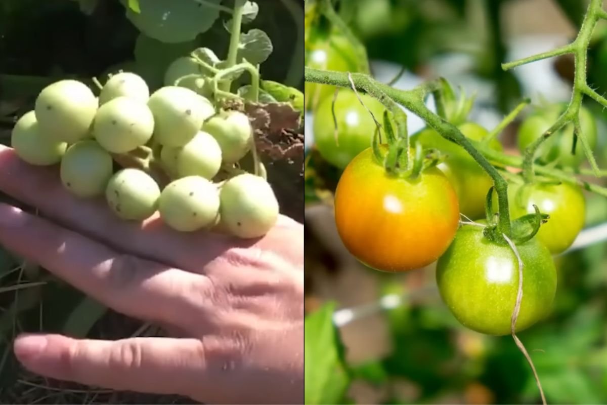 Potato Fruits vs. Cherry Tomatoes: The Unexpected Family Resemblance A side-by-side comparison of potato fruits (left) and unripe cherry tomatoes (right), highlighting their resemblance due to both belonging to the Solanaceae family.
