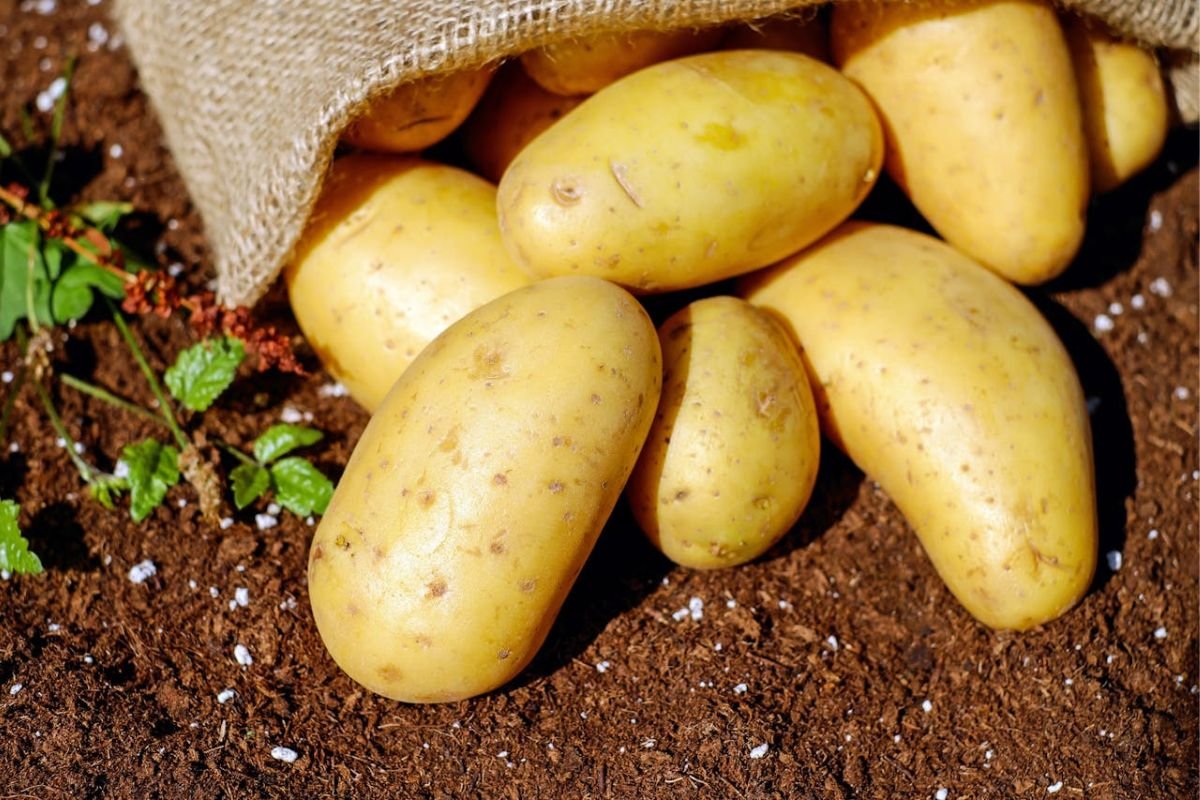 From Soil to Supper: The Incredible Journey of Potatoes Freshly harvested potatoes lying on rich soil, partially covered by a burlap sack, representing their journey from farm to table.