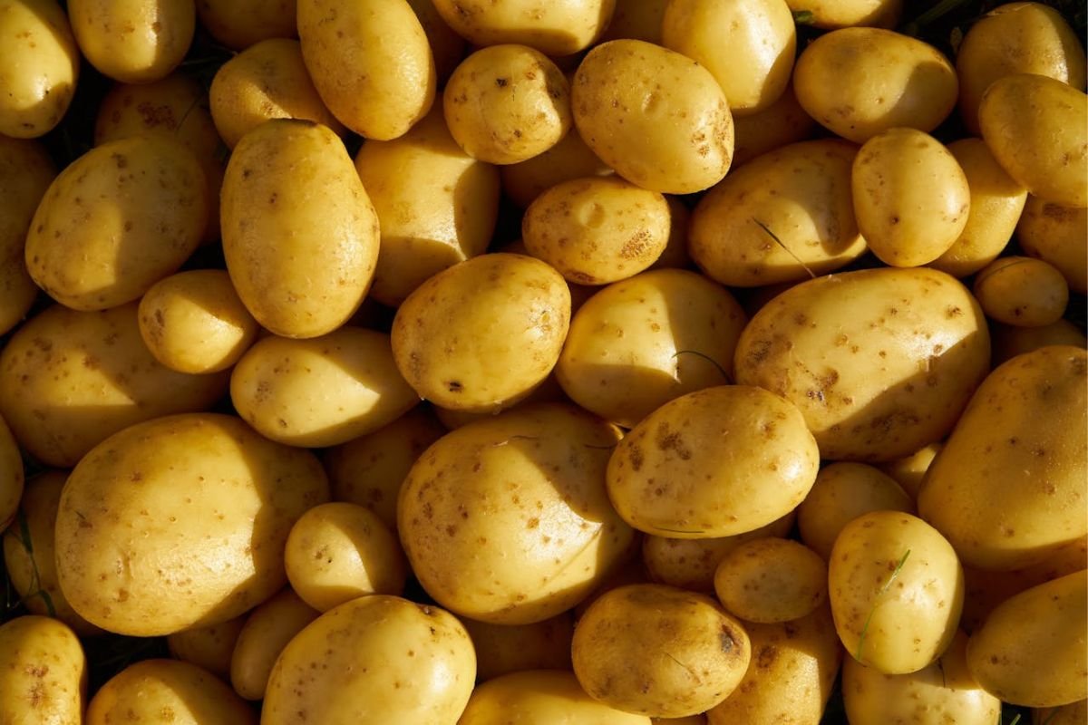 The Epic Rise of Potatoes: A Crop That Changed History Potatoes illuminated by sunlight, casting dramatic shadows, symbolising their historical impact and how this humble crop changed the world.