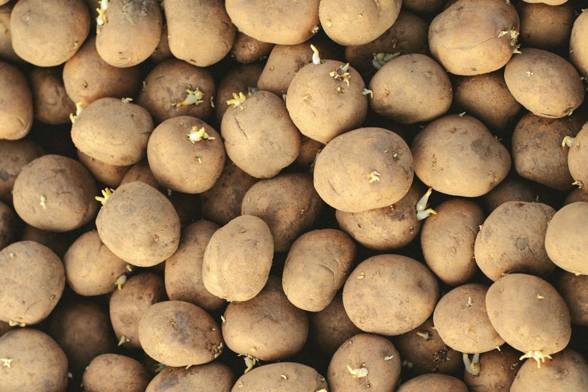 Beware of Sprouted Potatoes: When It’s Time to Toss Them Close-up of potatoes with sprouting eyes, a sign they are aging. Eating excessively sprouted or green potatoes can be harmful due to toxic compounds.
