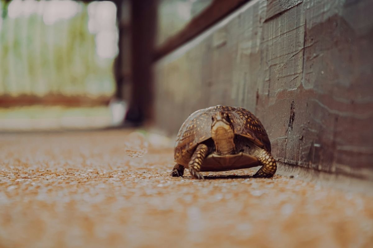 Turtle Moving Slowly Across the Floor: Symbol of Patience, Stillness, and Inner Growth Close-up of a turtle slowly walking across the ground, representing the quiet, steady pace of emotional healing and growth.