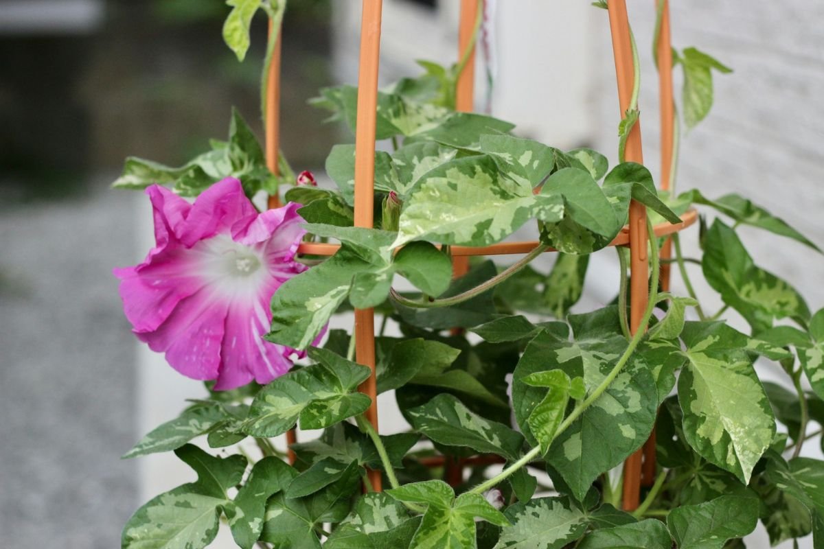 More Than Just Food: The Beauty of Ornamental Sweet Potatoes A potted morning glory with delicate pink trumpet-shaped flowers, its vines elegantly winding around basket handles, symbolising ornamental sweet potato varieties.