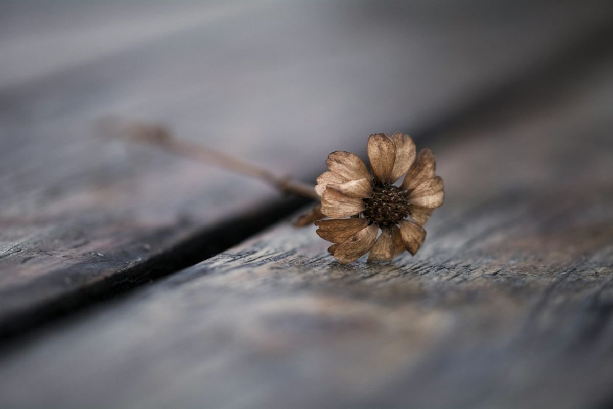 Close-up of a single withered brown flower symbolising aging, mortality, and the fragility of life.