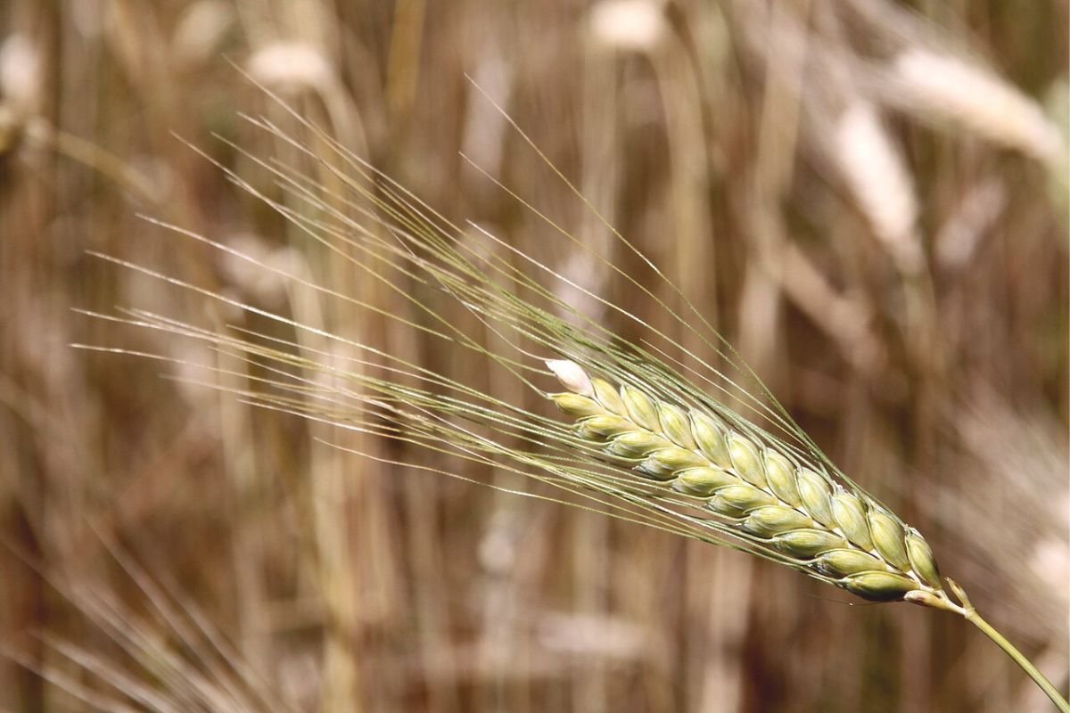Triticum boeoticum (einkorn wheat) growing in the field, one of the oldest cultivated forms of wheat still used today.