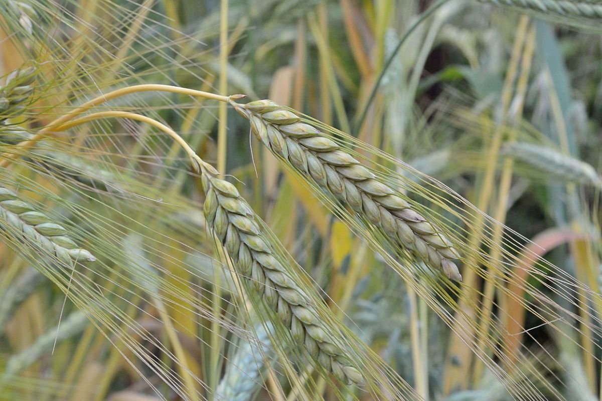 Close-up of Triticum dicoccum, also known as emmer wheat, one of the ancient grains cultivated in early agricultural societies.