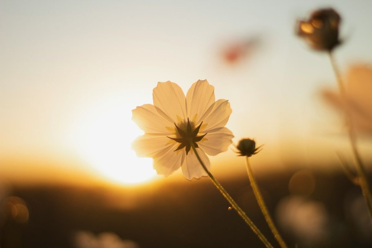 White flower glowing against a sunset backdrop, symbolising peace, resilience, and hope in aging.
