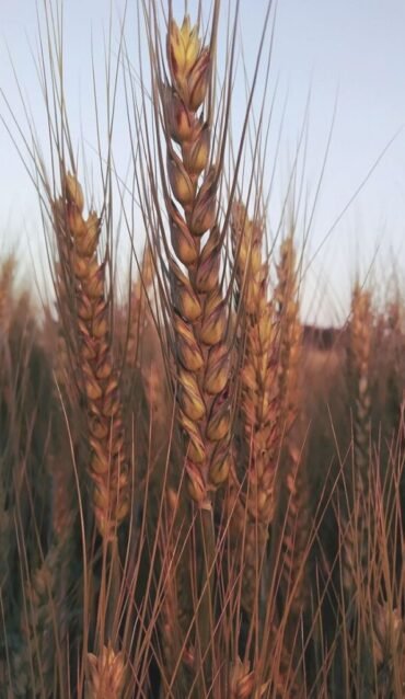Triticum aestivum, or common wheat, growing in the field. It’s widely cultivated and consumed across the world today.