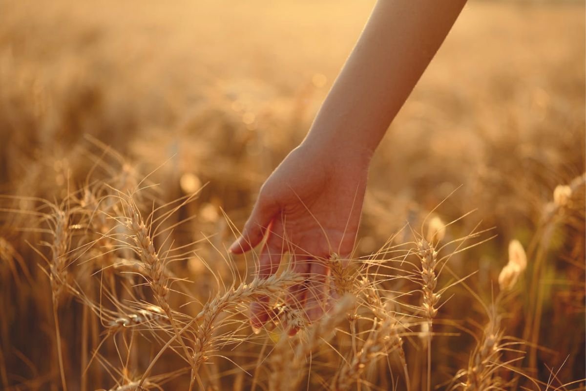 A hand gently touching golden wheat stalks in a sunlit field, evoking connection to nature and the heritage of wheat farming.