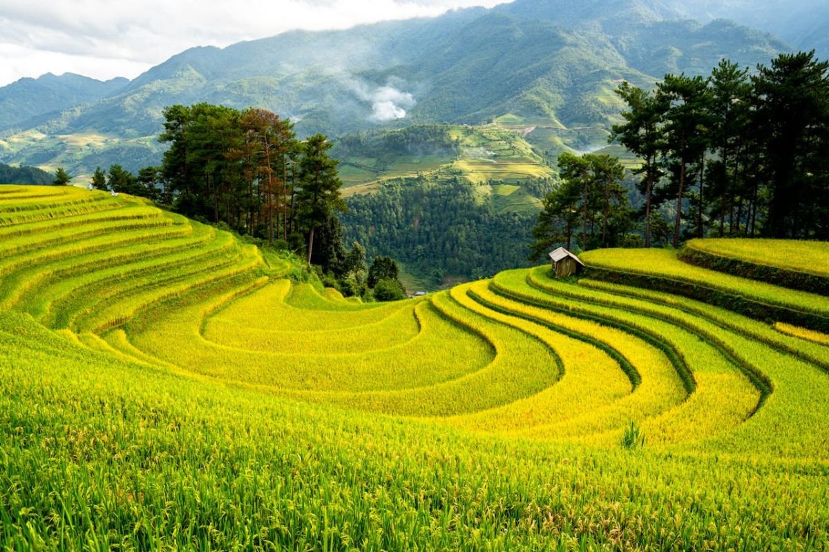 Terraced Rice Fields in a Tropical Landscape Lush green terraced rice fields stretching across a tropical hillside