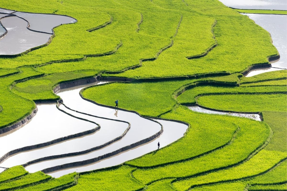 Traditional Rice Farming in a Flooded Paddy Field Farmers working in a flooded rice paddy field