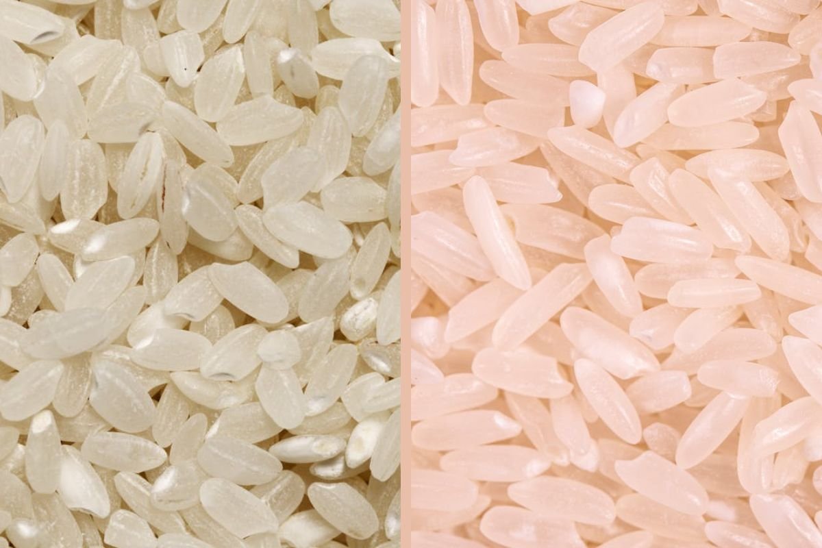 Short vs Long Grain Rice: Japonica and Indica Comparison Short grain japonica rice on the left and long grain indica rice on the right, side-by-side for visual comparison.