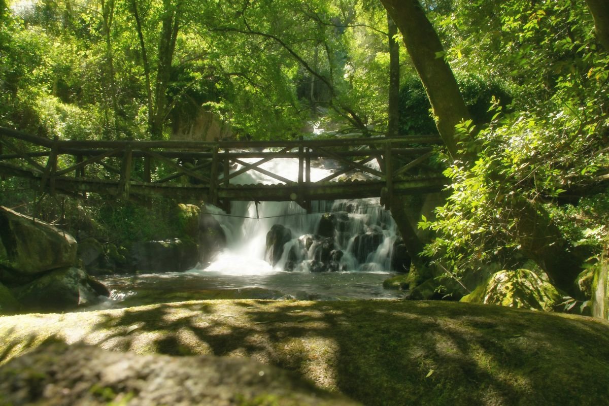Park scene featuring a small wooden bridge over flowing water surrounded by greenery