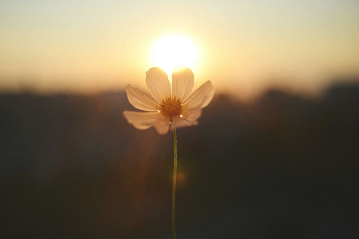 A single flower glowing in the sunset, symbolising serenity, acceptance, and a life measured in peace.
