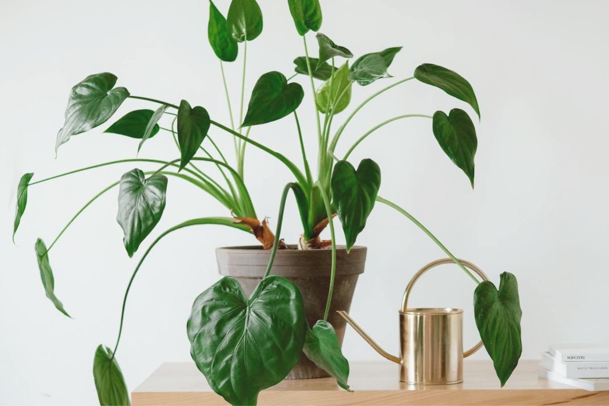 Watering can beside a potted plant, symbolising growth, renewal, and the elderly woman finding calm after leaving her marriage.
