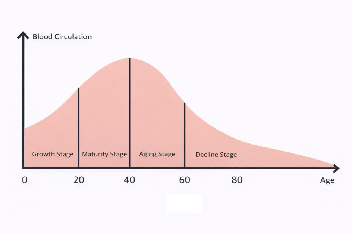 Bell curve diagram showing the four cyclical stages of human life from birth to old age, illustrating changes in blood circulation across the lifespan